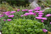 1608e71f-IMG_0022 delosperma.jpg